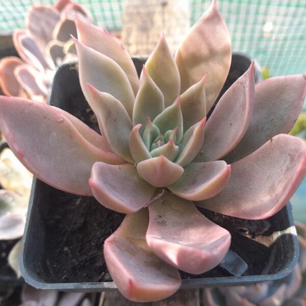 Echeveria Diffractens X Romeo