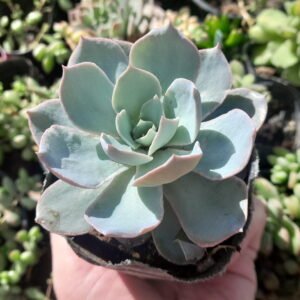 Echeveria Subsessilis
