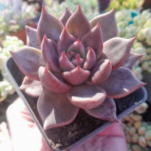 Echeveria Tobarensis X Romeo