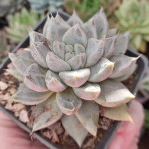 Echeveria Tolimanensis Night Cloud