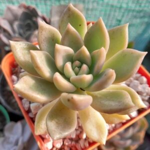 Graptoveria melody