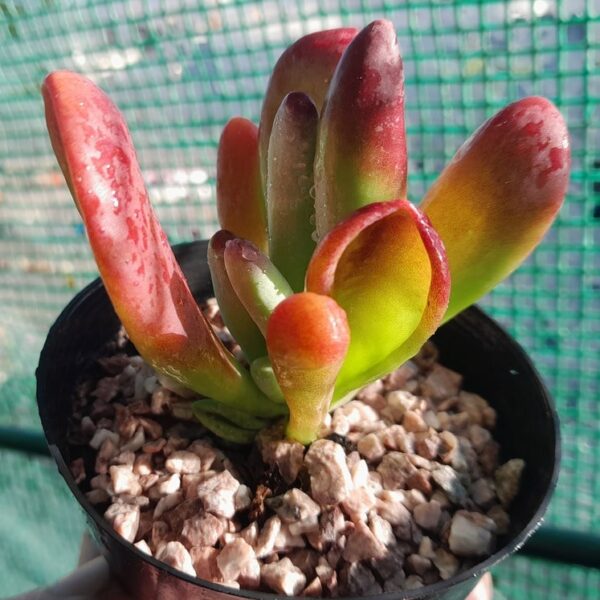 Kalanchoe luciae Oricula ladyfinger