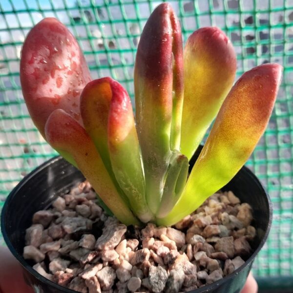 Kalanchoe luciae Oricula ladyfinger