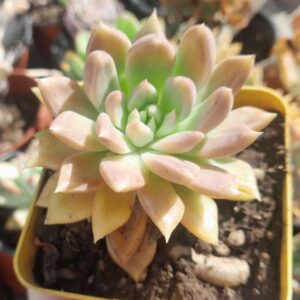 Graptoveria melody