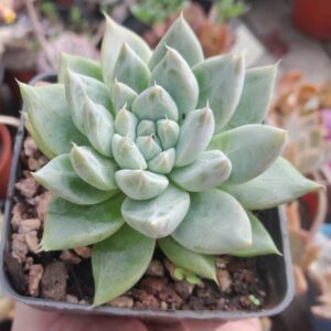Echeveria Tolimanensis Night Cloud