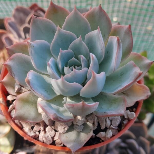 Echeveria Subsessilis