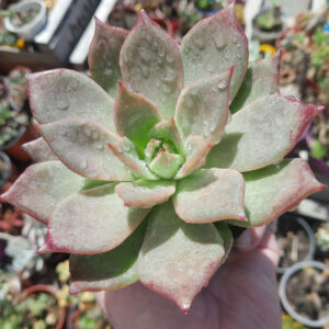 Echeveria Lilacina X Romeo Rubín