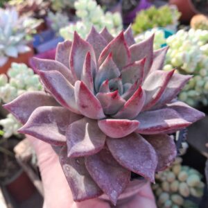 Echeveria Lilacina x Romeo Rubin