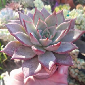 Echeveria Lilacina x Romeo Rubin