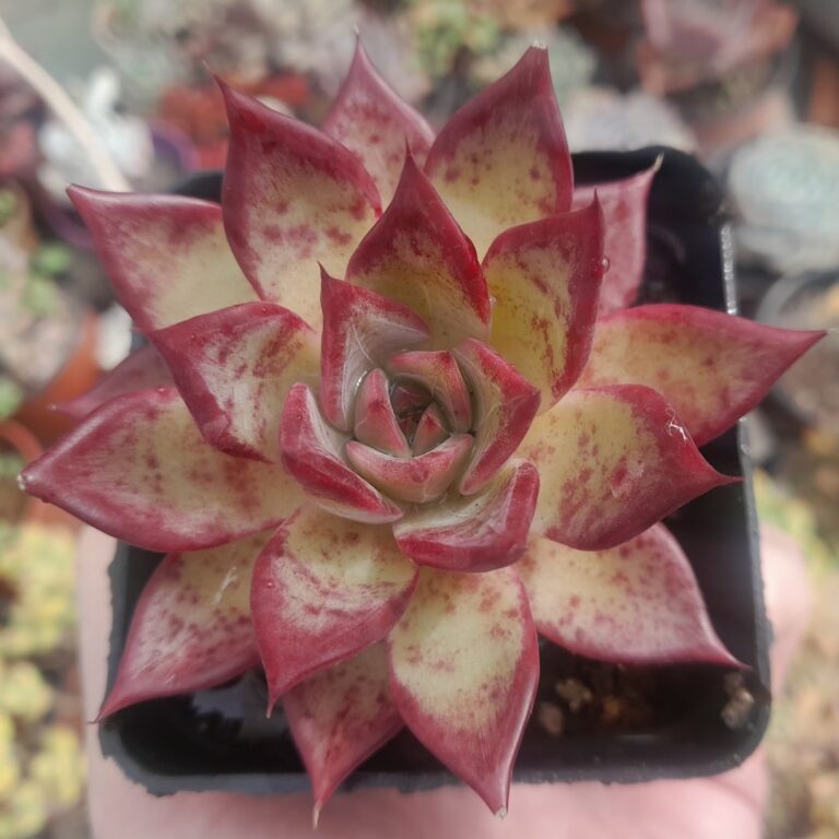 Echeveria Lilacina x Romeo Rubin