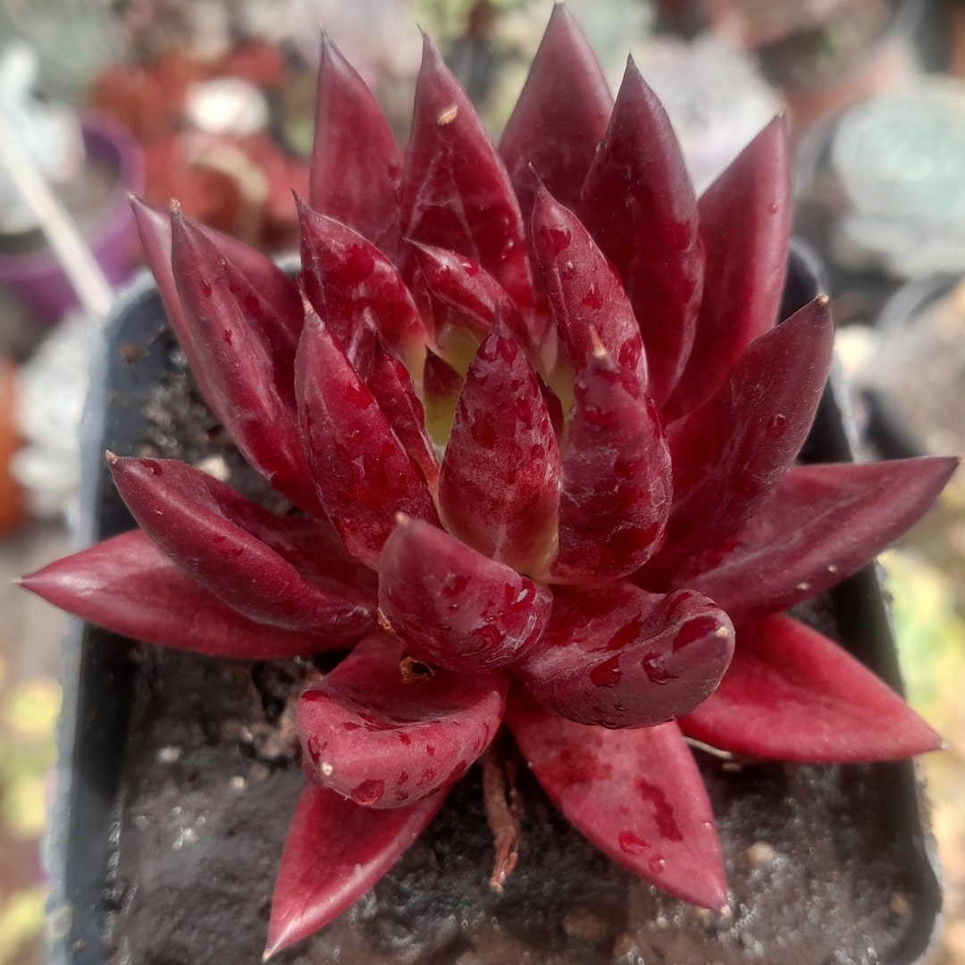 Echeveria Tolimanensis x Romeo Rubin