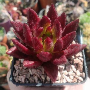 Echeveria Tolimanensis x Romeo Rubin