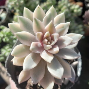 Echeveria Scarlet