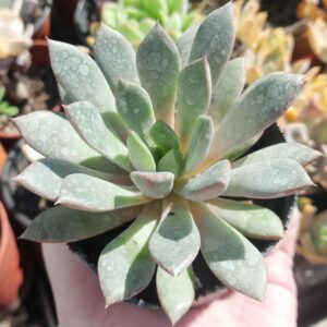 Echeveria Albur