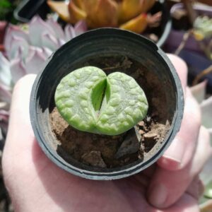Lithops otzeniana Aquamarine
