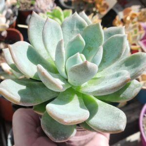 Echeveria Che Guevara