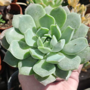 Echeveria Colorata x Hyalina