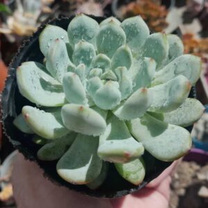 Echeveria Baena