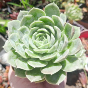 Echeveria Onslow