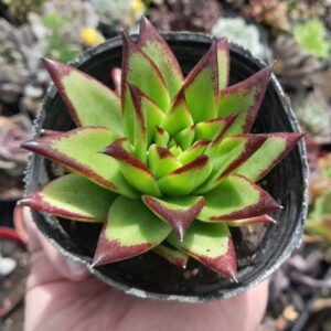 Echeveria Agavoides Red Edge