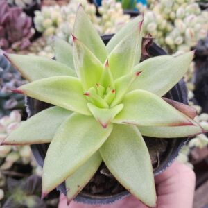 Echeveria Agavoides Red Edge