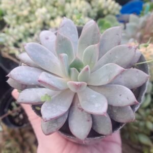 Echeveria Albur