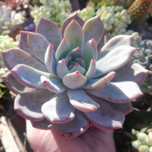 Echeveria Che Guevara