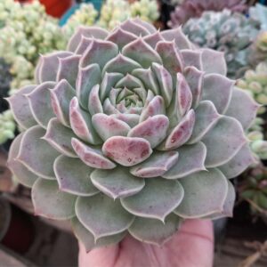 Echeveria Colorata x Hyalina