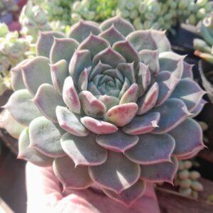 Echeveria Colorata x Hyalina