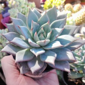 Echeveria Espinete