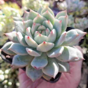 Echeveria Grid Line