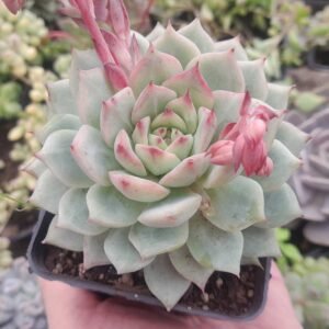 Echeveria Grid Line