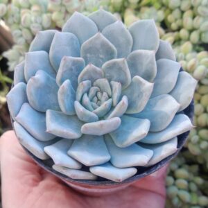 Echeveria Laui x halbingeri