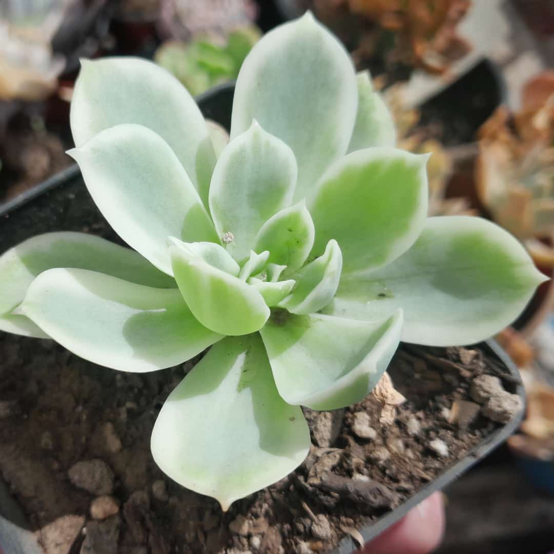 Echeveria Lemon Rose variegada