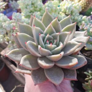 Echeveria Lilacina x ebony