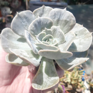 Echeveria Marble