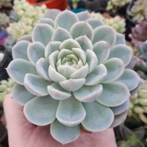 Echeveria Mexican Snowball