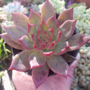 Echeveria Momiji