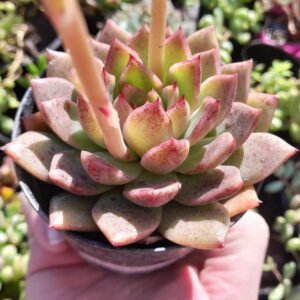 Echeveria Momiji