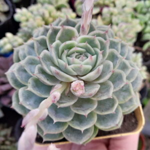 Echeveria Onslow