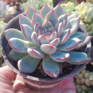 Echeveria Pink Line