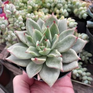 Echeveria Zeus