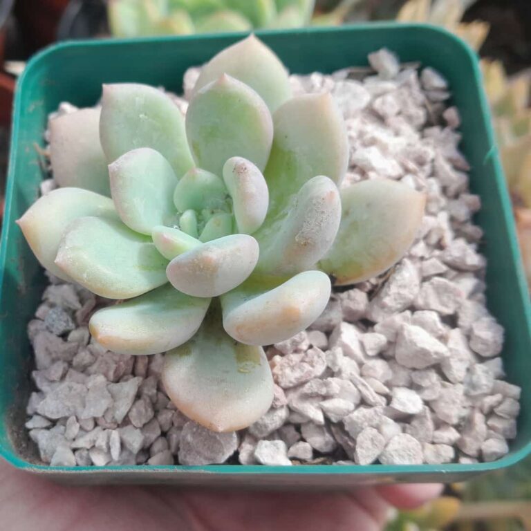 Graptopetalum Amethystinum x Echeveria Mont Blanc
