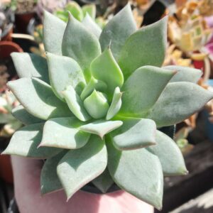 Echeveria Espinete