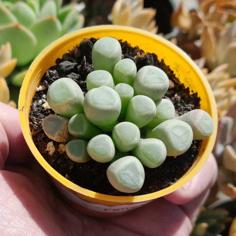 Fenestraria Rhopalophylla
