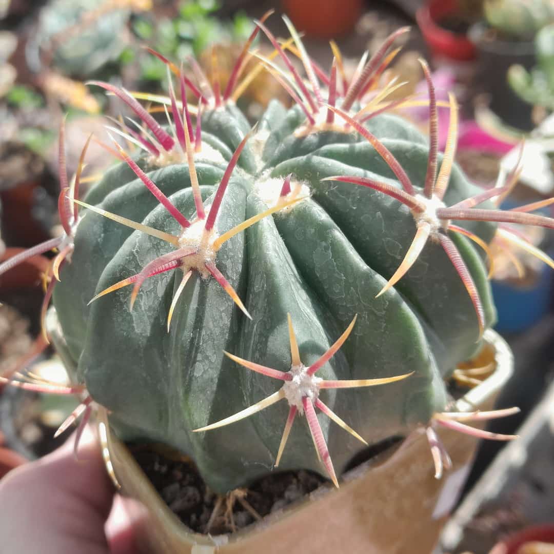 Ferrocactus latispinus