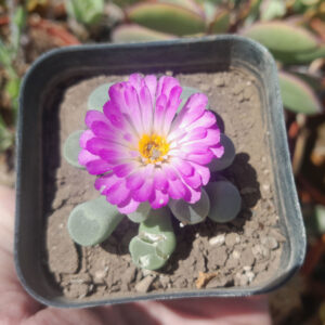Frithia pulchra