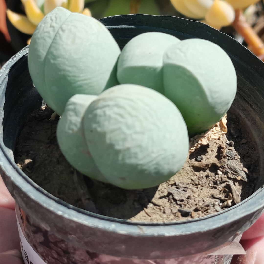 Gibbaeum Heathii