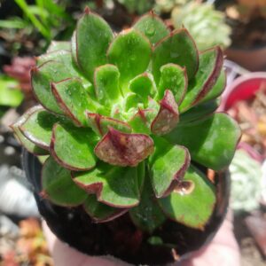 Echeveria Joan Daniel