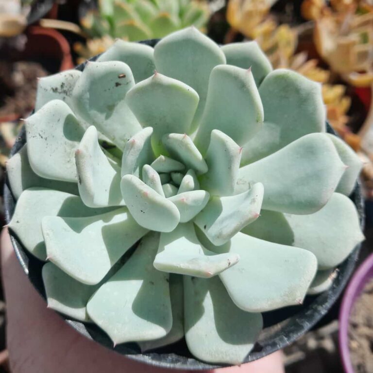 Echeveria Laui x halbingeri